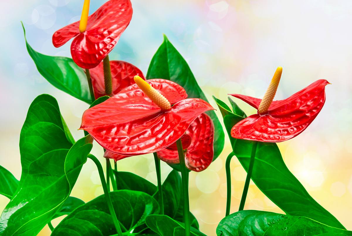 A close up of red flowers